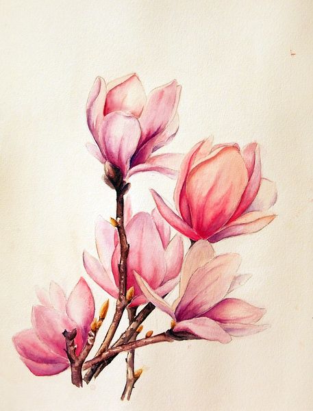 ca2e507f3d6eb7d8e7f63e468246da69--watercolor-tattoo-flower-tulip-tattoo